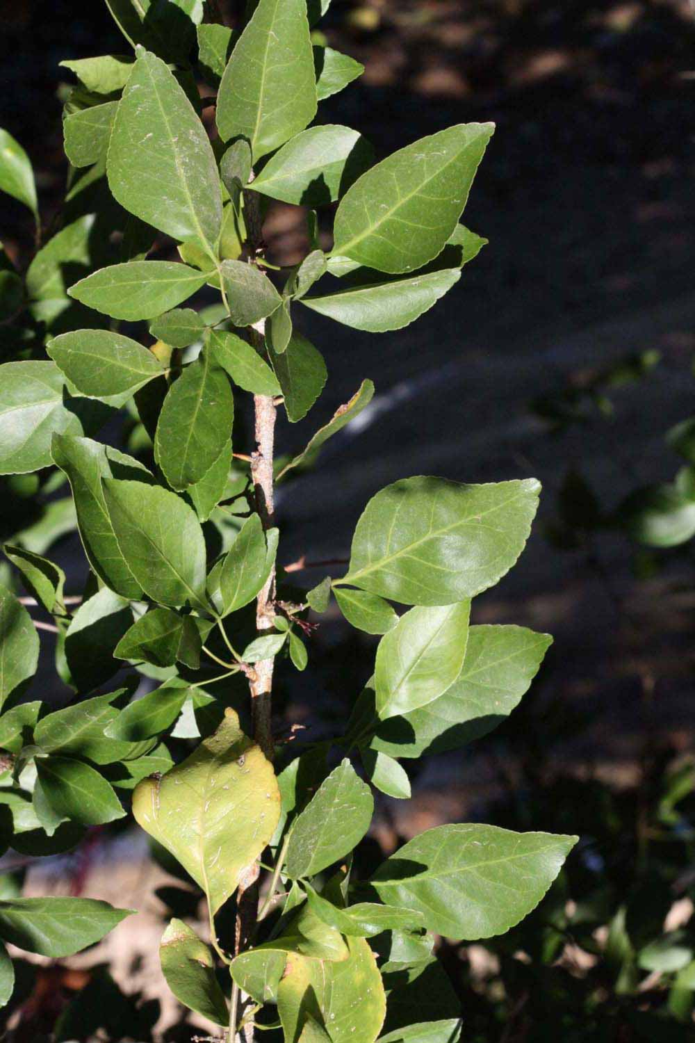              Sun leaves (Riverside, CA)       